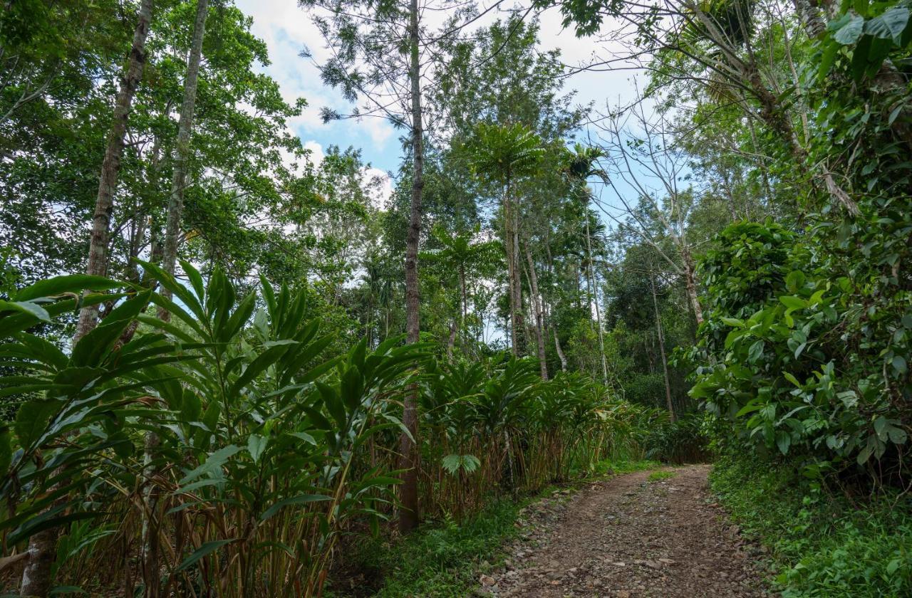 Mystic Trees, Kumily Lägenhet Thekkady Exteriör bild